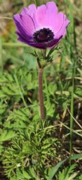 Anemone coronaria